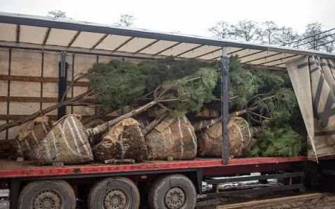 Продовжуємо роботи з ландшафтного дизайну в ЖК Синергія Сіті